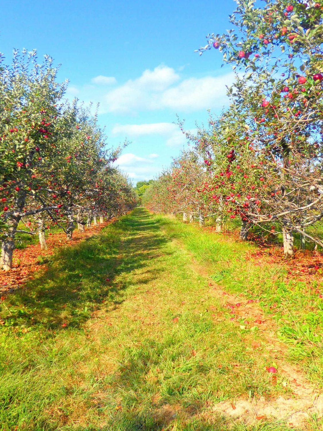 Vergers du Verger de Faverolles