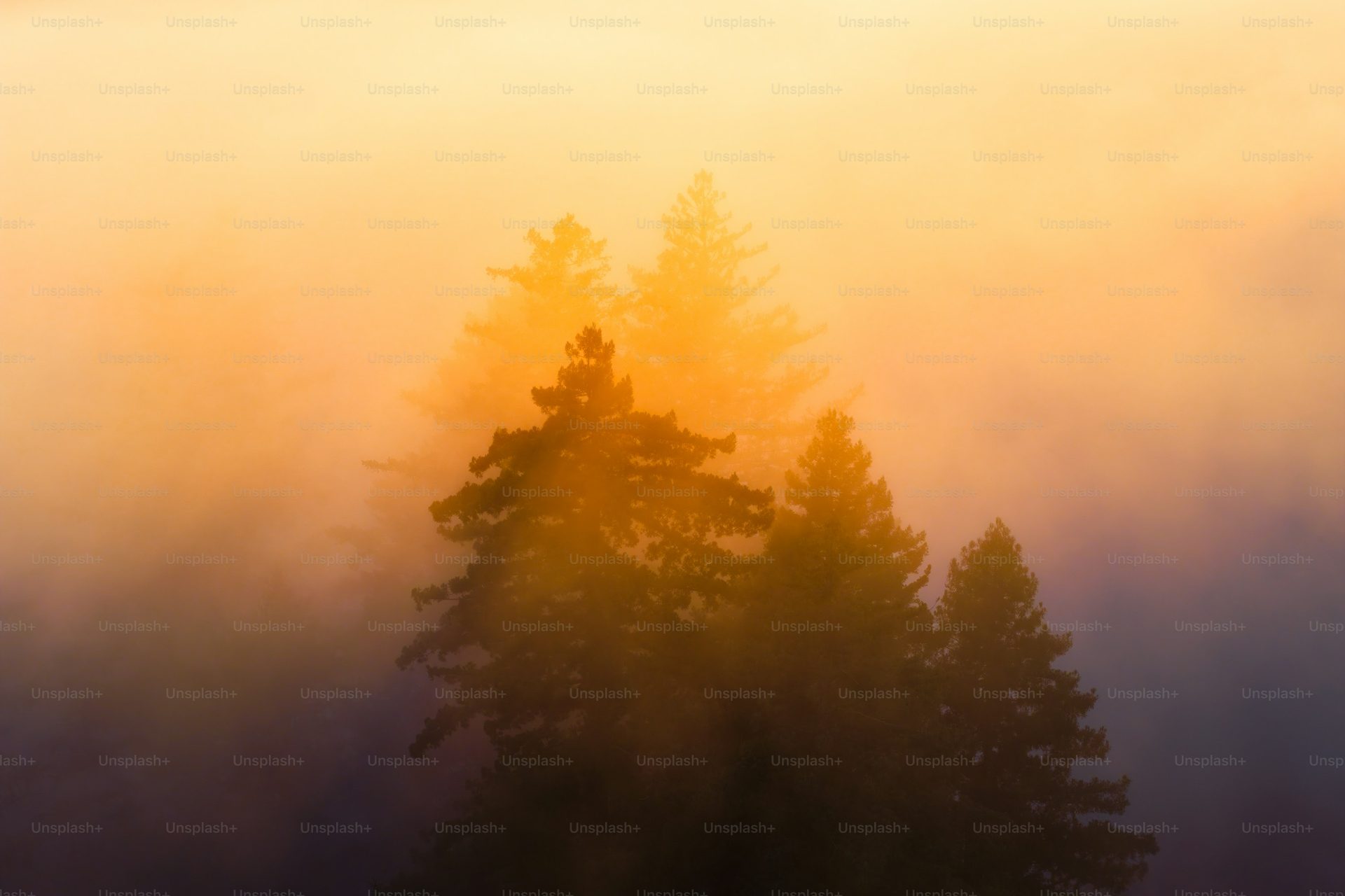 Lumière dorée sur les vergers